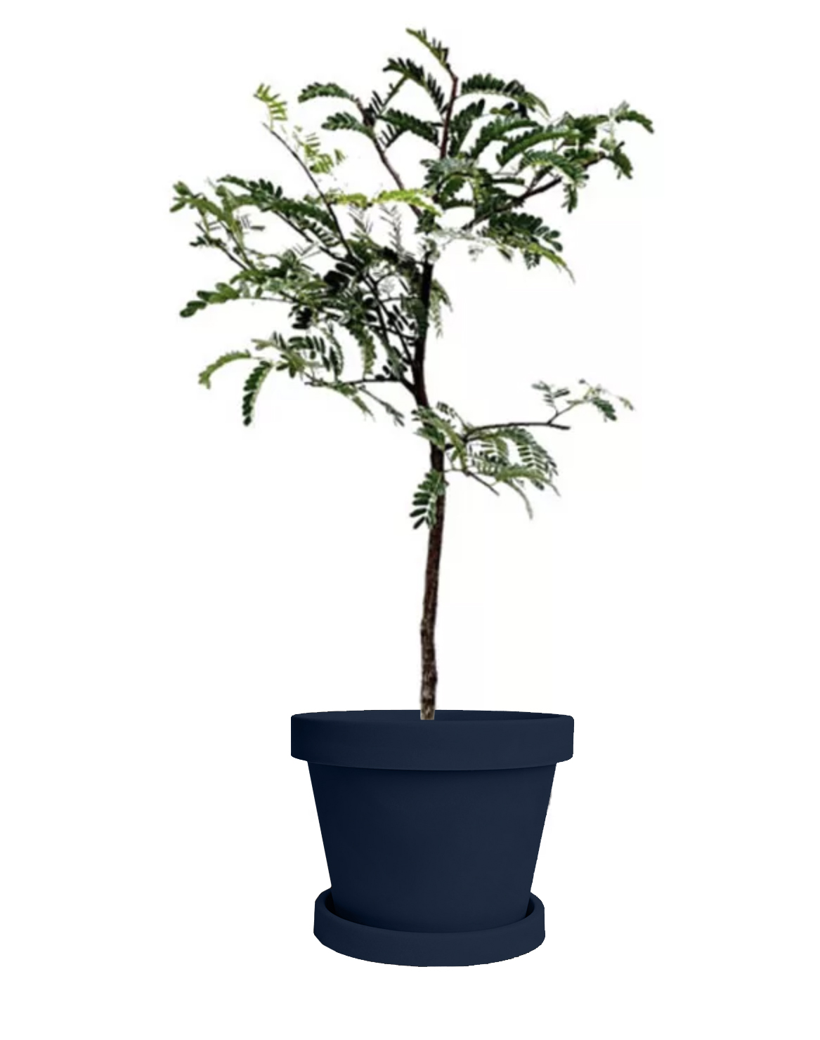 Image of Tamarind Tree (Height: 3 - 4 FT Size: 20 L)