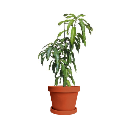 Image of Tebow Mango Tree (Drop Shipper: Brown Ranch)