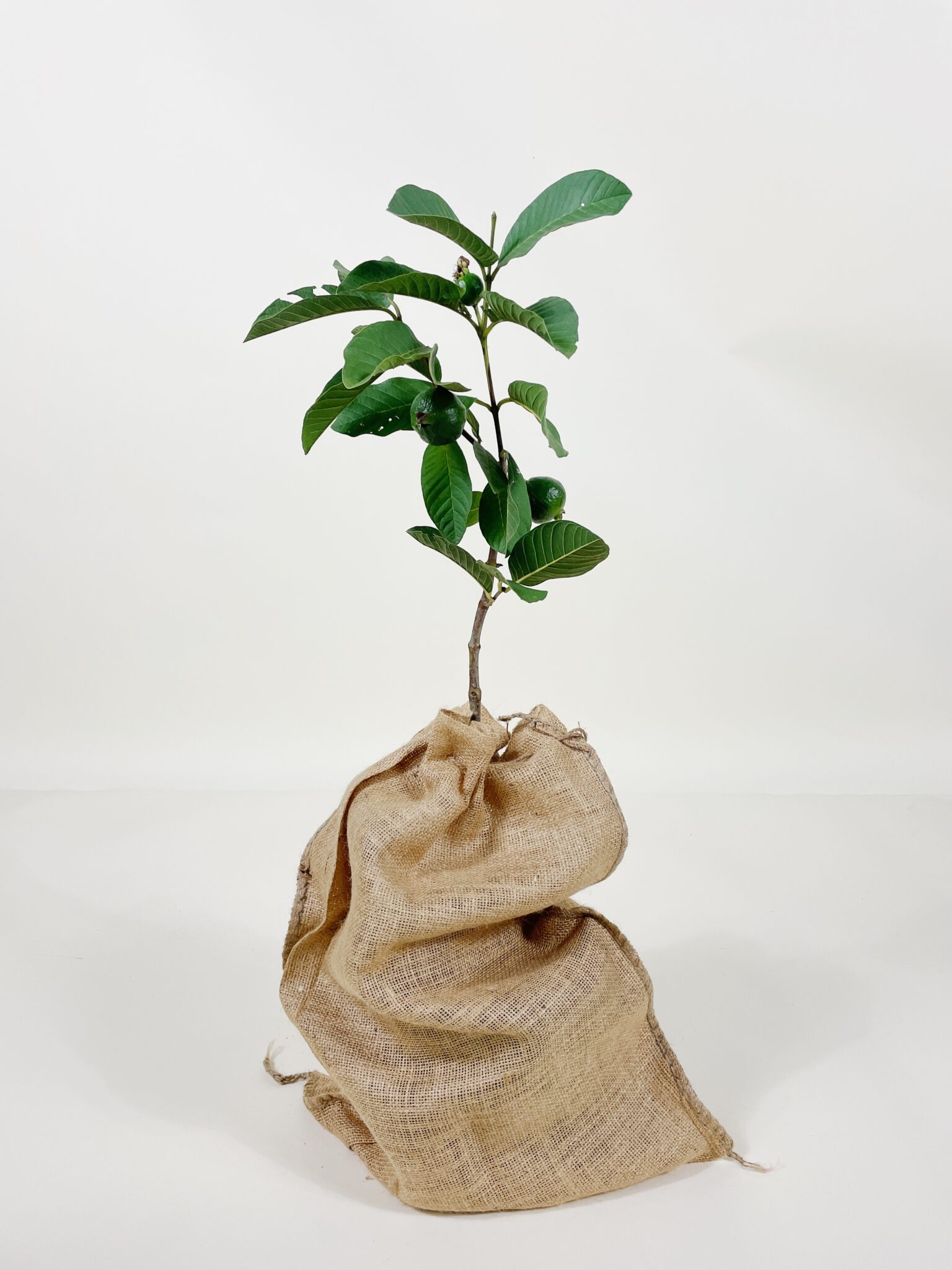 Image of Thai White Guava Tree (Height: 2 - 3 FT Burlap Sack: Yes)