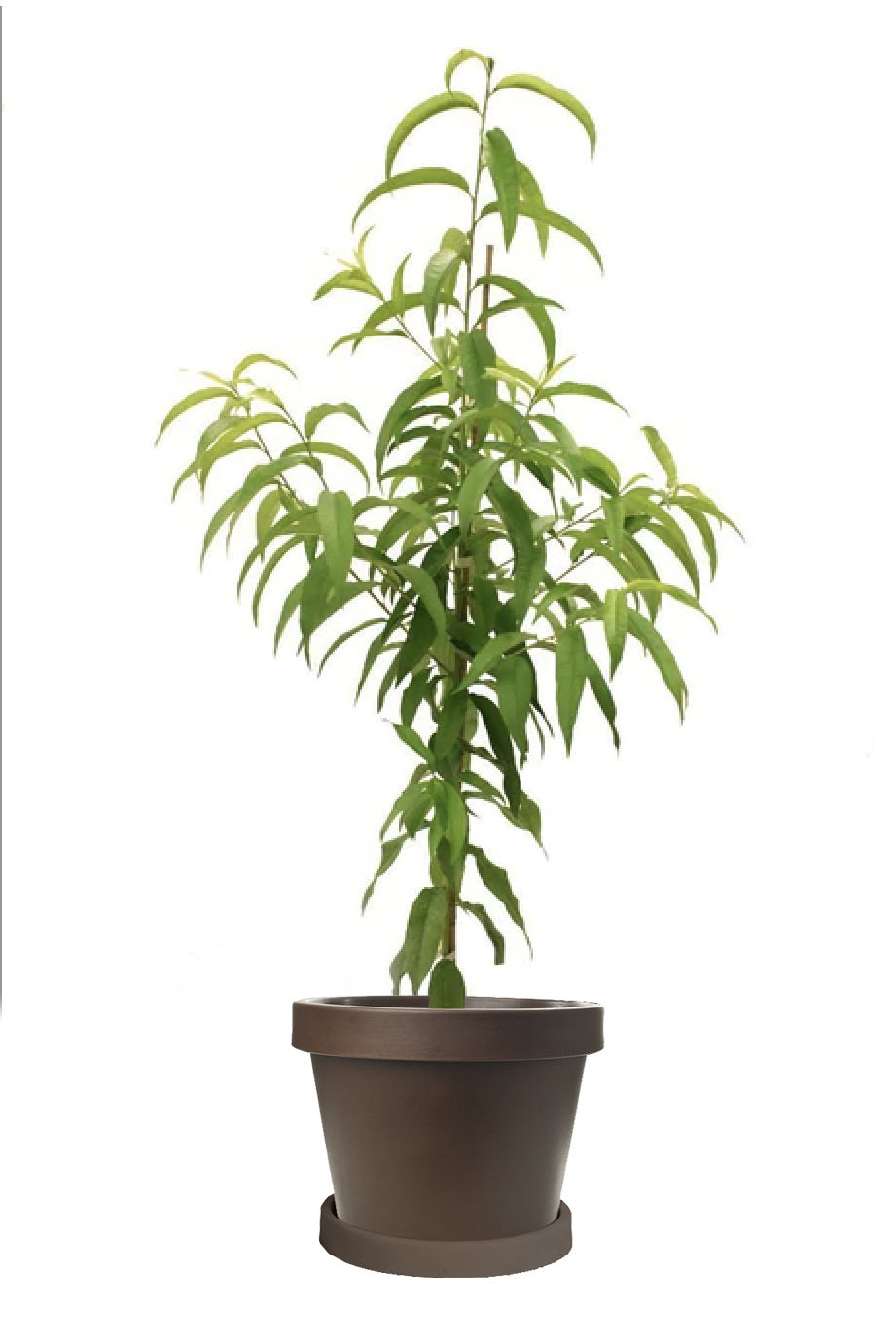 Image of Tropic Prince Peach Tree (Height: 3 - 4 FT)