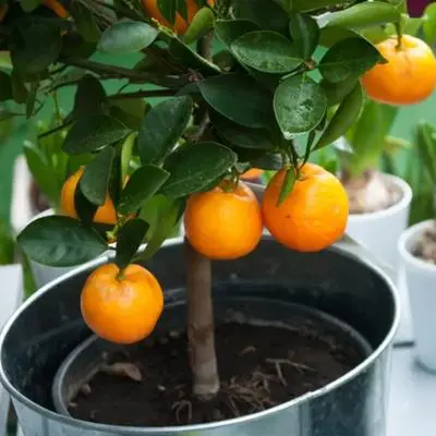 Image of Washington Navel Orange Tree (Height: 3 - 4 FT Shape: Standard)