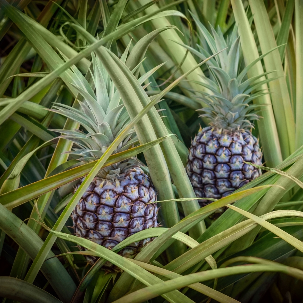 Image of White Jade Pineapple Plant (Height: 1 - 2 FT)