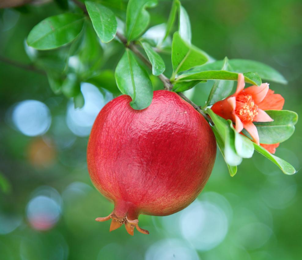 Image of Wonderful Pomegranate Tree (Height: 3 - 4 FT)
